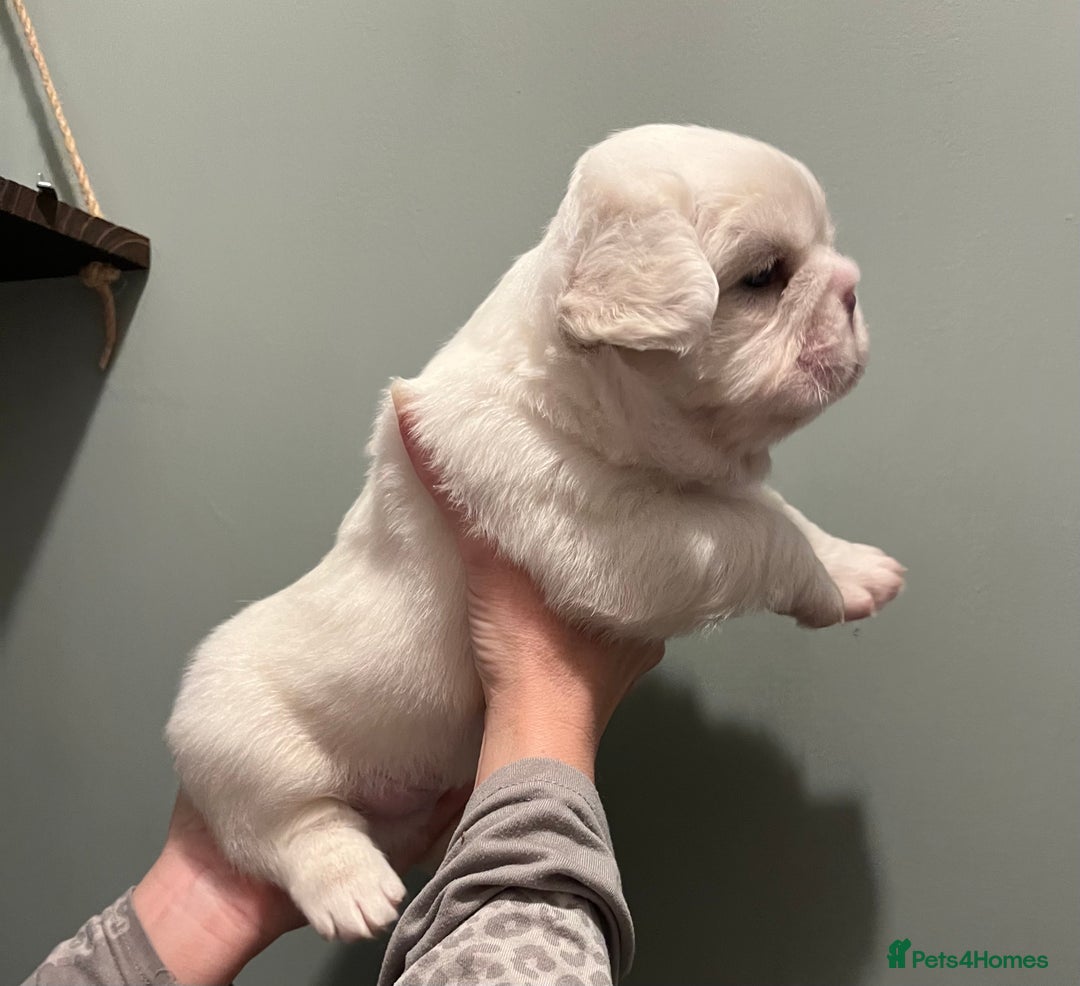 French Bulldog dogs for sale: Fluffy French Bulldogs  - Image 27
