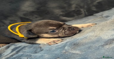 French Bulldog dogs - Advert 3