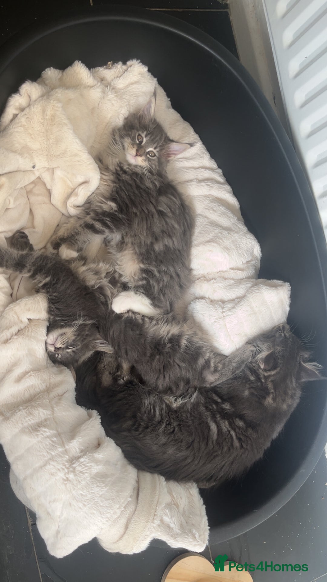 Maine Coon cats for sale: TICA Registered Maine Coon Kittens Blue/Silver - Image 16