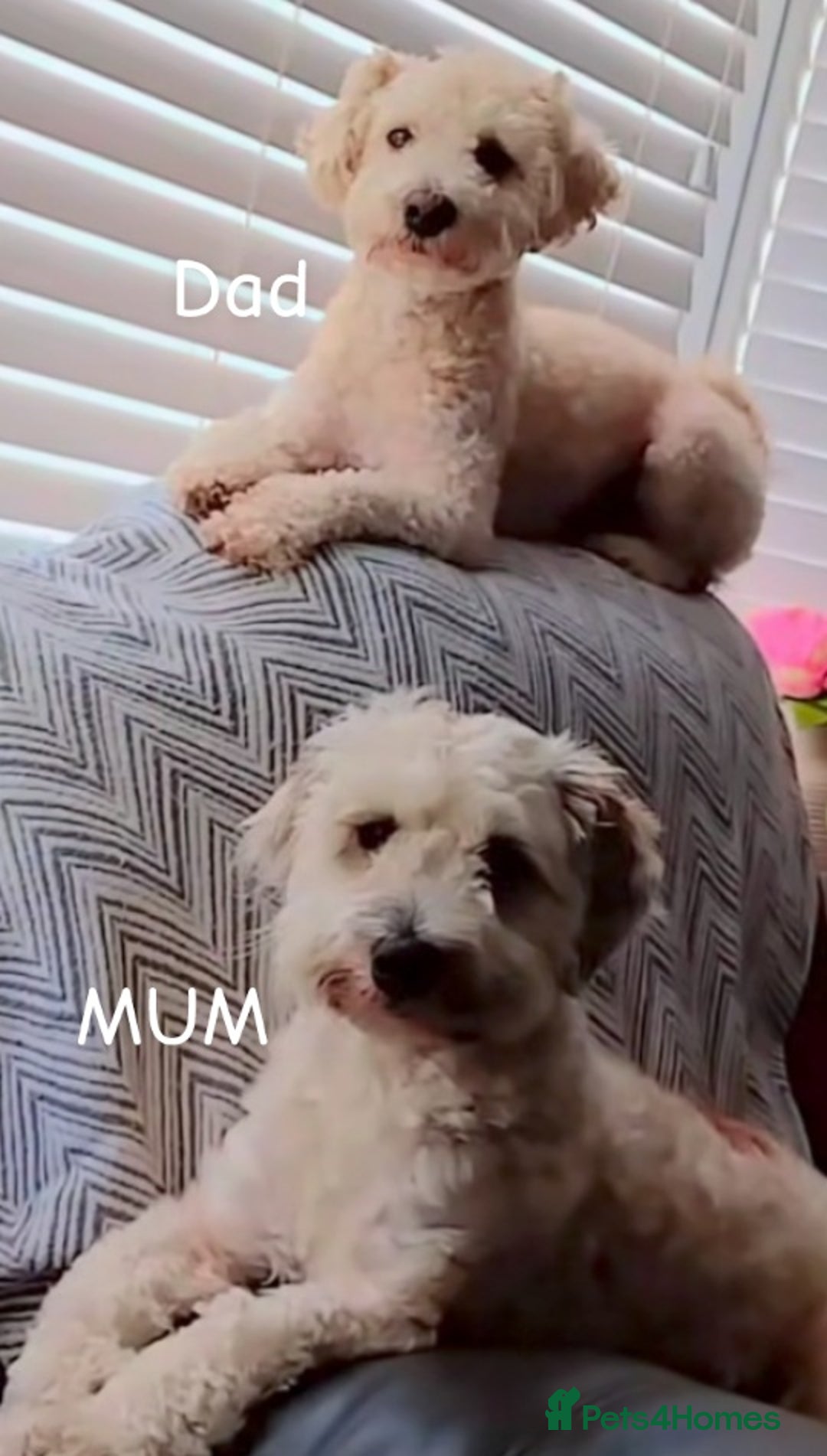 Poochon dogs for sale: Poochons  - Image 34