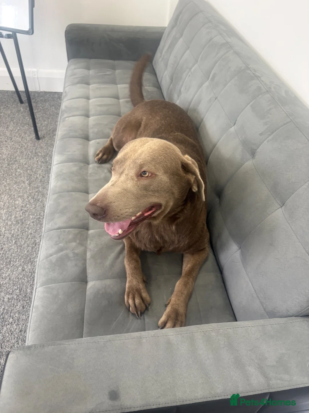Labrador Retriever dogs for stud: KC REGISTERED SILVER LAB FOR STUD  - Advert 1