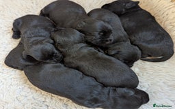 Miniature Schnauzer dogs for sale: Fully Health Tested,KC reg'd  Mini Schnauzer pups - Image 8