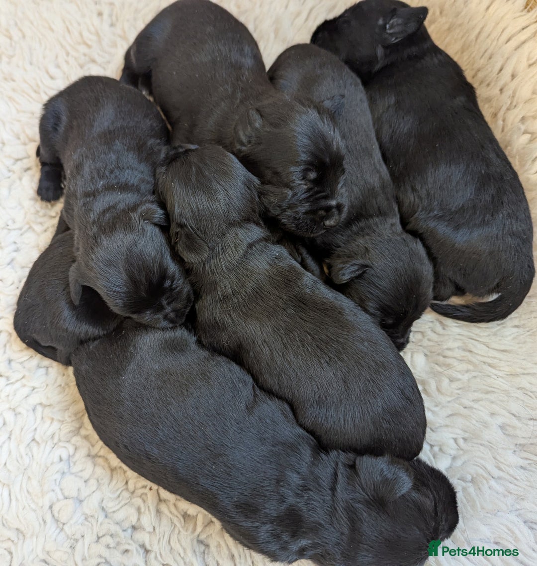 Miniature Schnauzer dogs for sale: Fully Health Tested,KC reg'd  Mini Schnauzer pups - Image 8