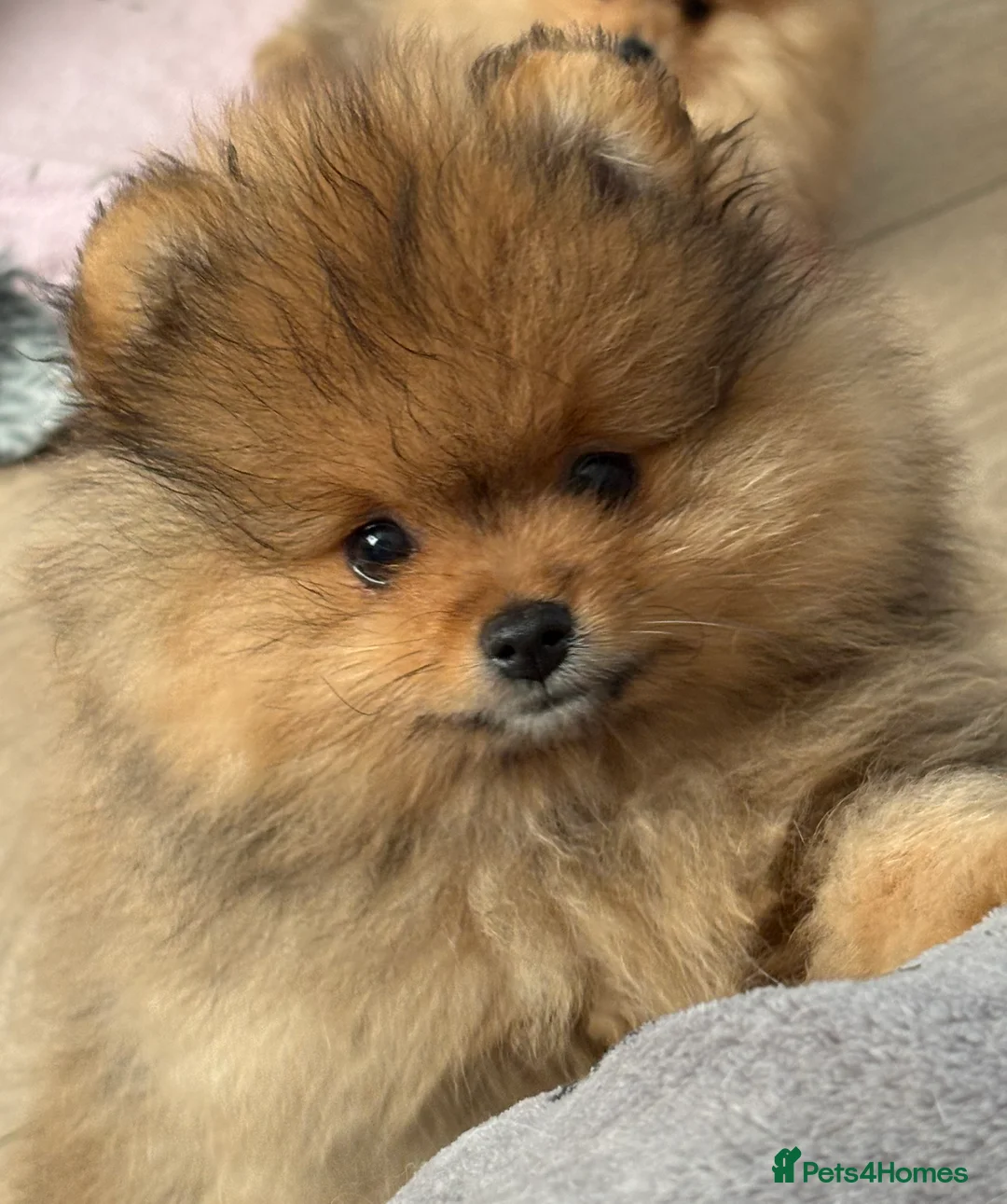 Pomeranian dogs for sale: Rkc Pomeranian Puppy looking for 5* homes - Advert 2