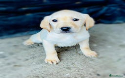Labrador Retriever dogs for sale: Labrador Puppies  - Image 3