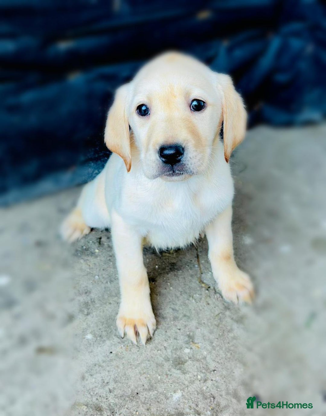 Labrador Retriever dogs for sale: Labrador Puppies  - Image 3