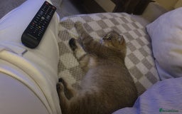 Mixed Breed cats for sale: 4 beautiful kittens available to reserve - Image 9