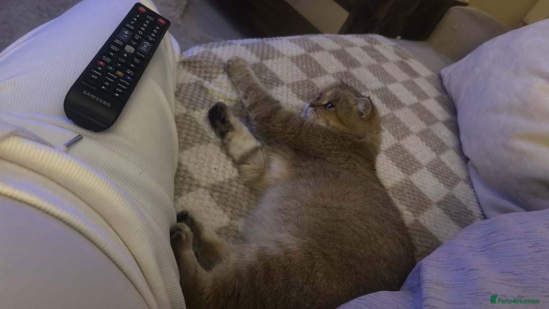 Mixed Breed cats for sale: 4 beautiful kittens available to reserve - Image 9