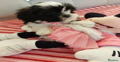 Shih Tzu dogs - Advert 10