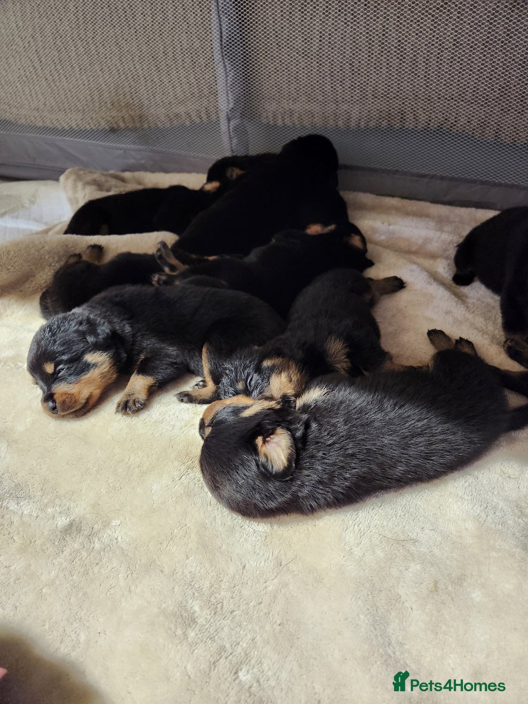 Rottweiler dogs for sale: Pedigree Rottweiler pups - Image 5