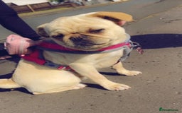Jug dogs for sale: Puppys - Image 3