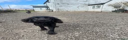 Cocker Spaniel dogs for adoption: Billy - Advert 2