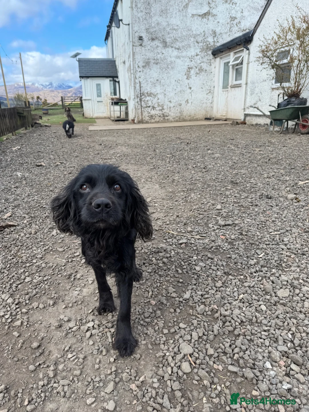Cocker Spaniel dogs for adoption: Billy - Advert 2