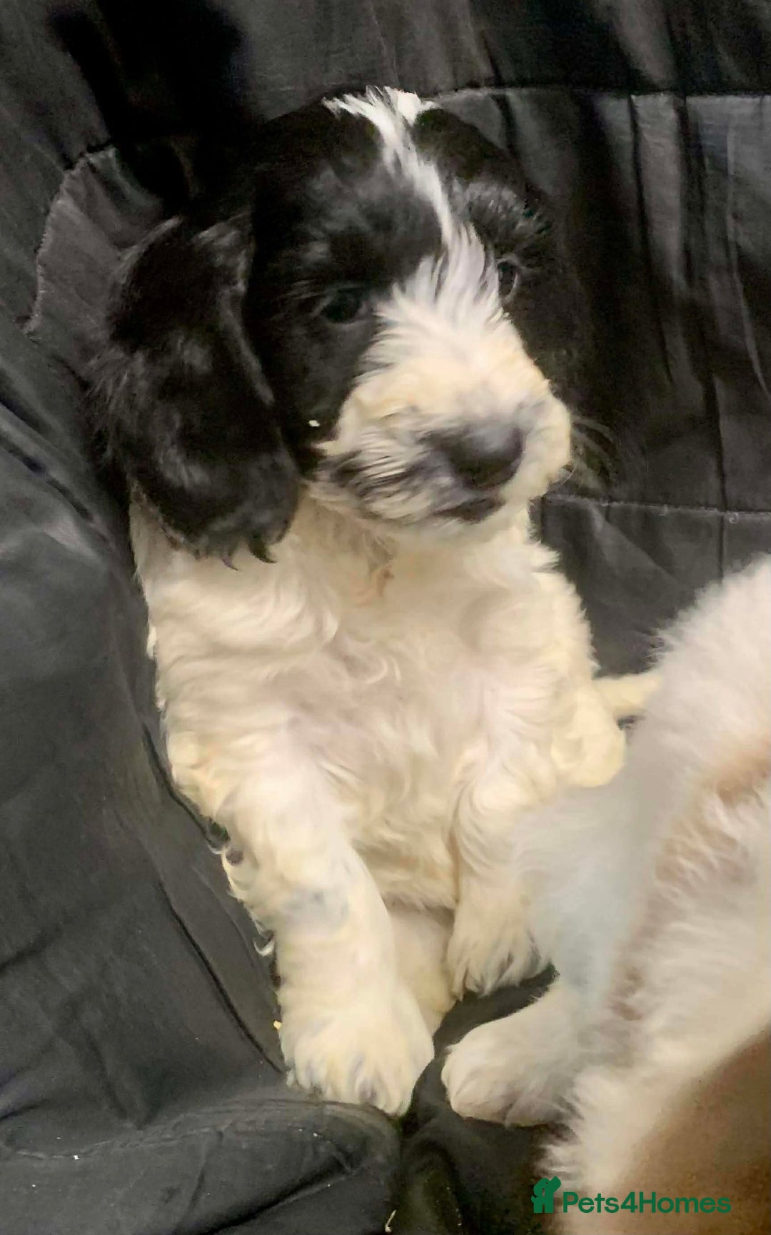 Cockapoo dogs for sale: F1 Cockapoo puppies ready now  - Advert 20