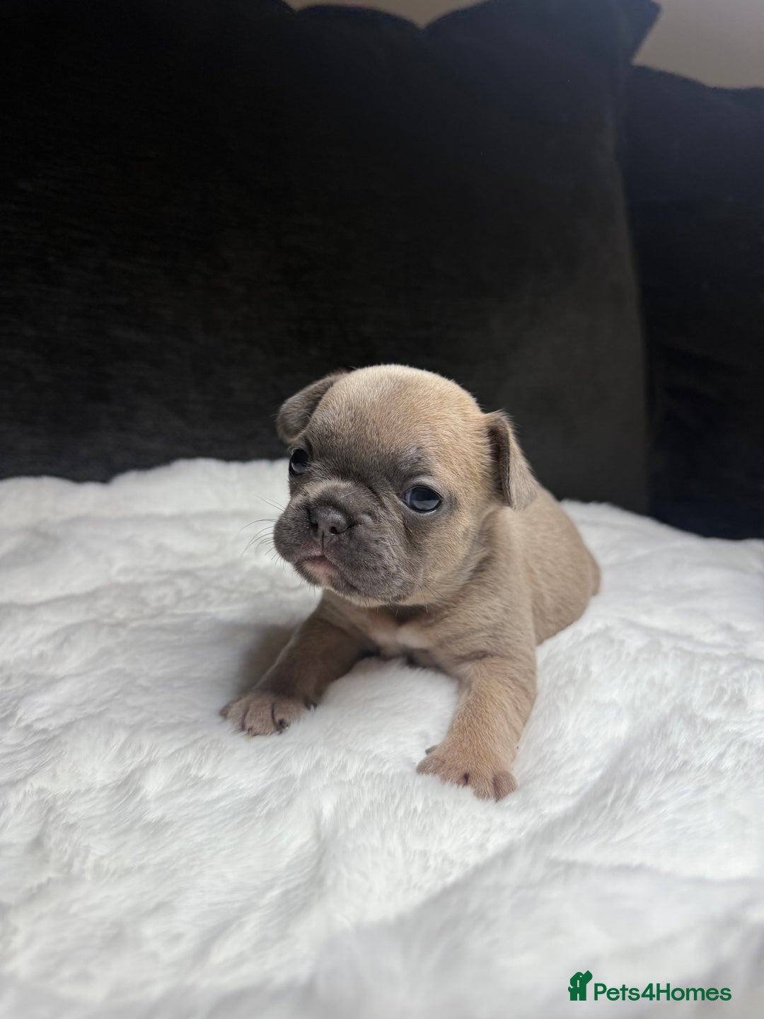 French Bulldog dogs for sale: French Bulldog puppies - Advert 15
