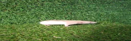 Rat rodents for sale: DWARF RATS - Advert 11