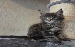 Maine Coon cats for sale: TICA REGISTERED MAINE COON KITTENS - Image 17