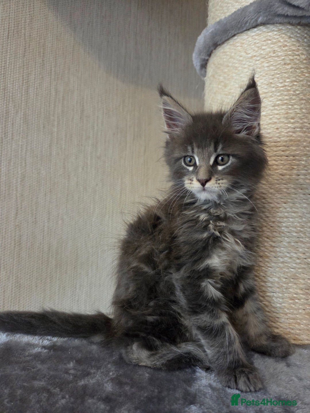 Maine Coon cats for sale: TICA REGISTERED MAINE COON KITTENS - Image 17