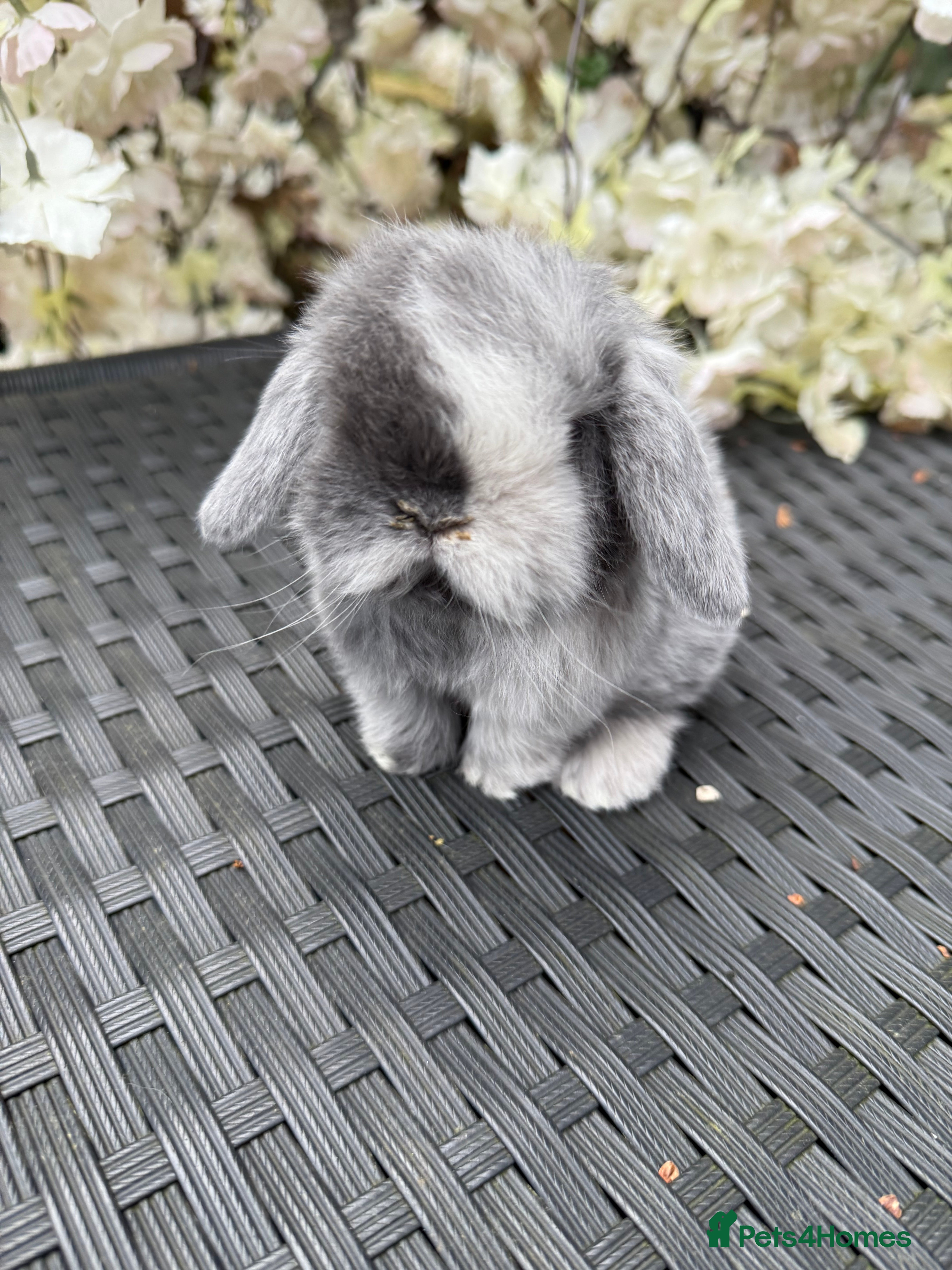 Mini Lop rabbits Hobby breeder of mini lops bunnies  in Loughborough - Advert 17