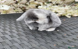 Mini Lop rabbits for sale: Hobby breeder of mini lops bunnies  in Loughborough - Advert 1