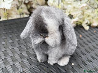 Mini Lop rabbits Hobby breeder of mini lops bunnies in Loughborough - Advert 5