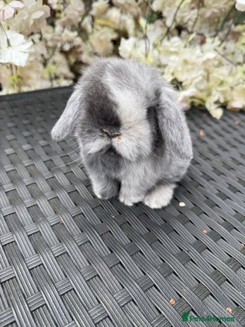 Mini Lop rabbits in Loughborough - Advert 14