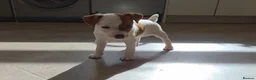 Jack Russell dogs for sale: Exquisite litter of Jack Russell Pups 🐾  - Advert 23