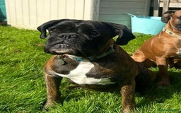 Boxer dogs for sale: ⭐️ HEALTH CHECKED KC REG ⭐️ - Image 2