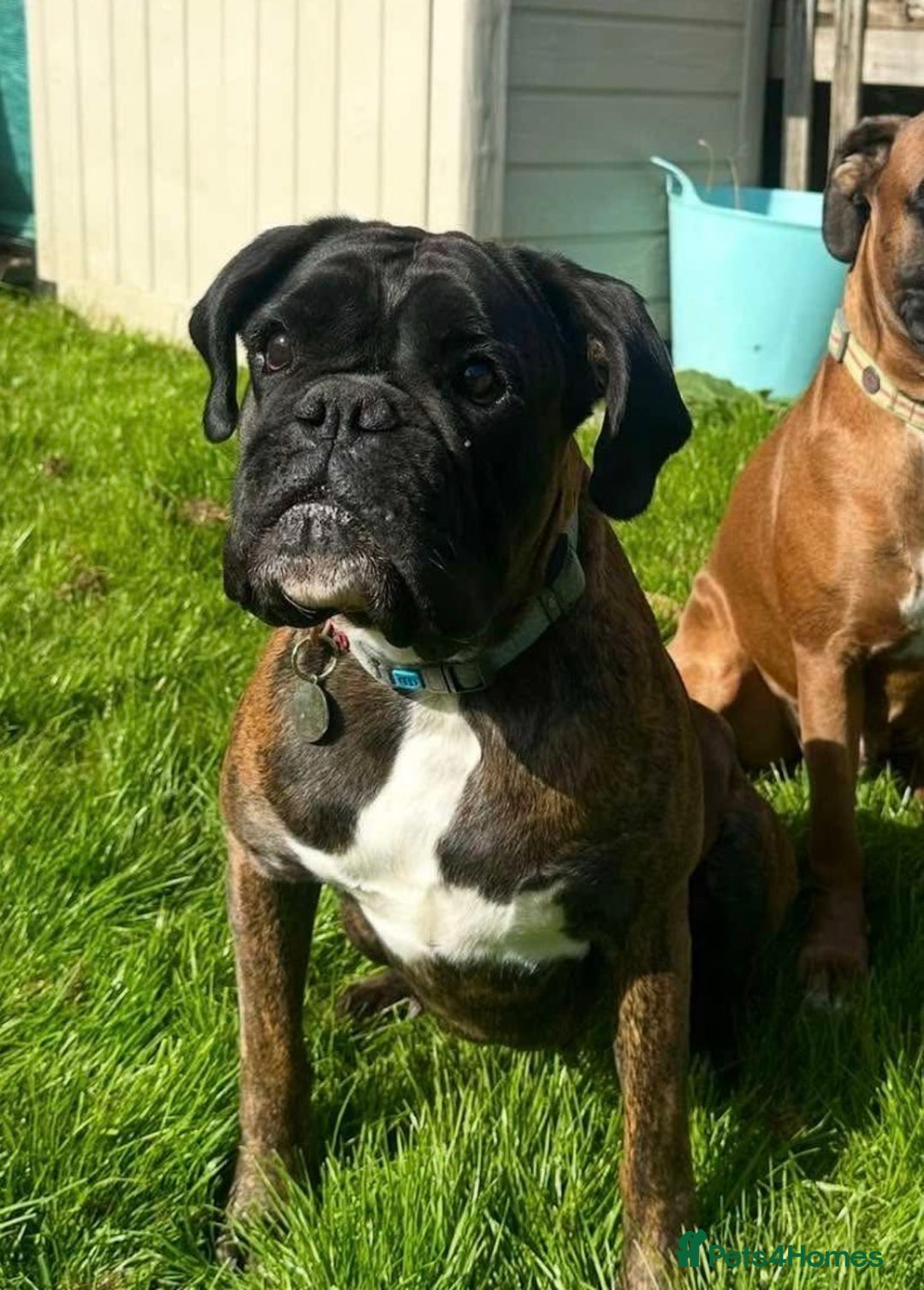 Boxer dogs for sale: ⭐️ HEALTH CHECKED KC REG ⭐️ - Image 2