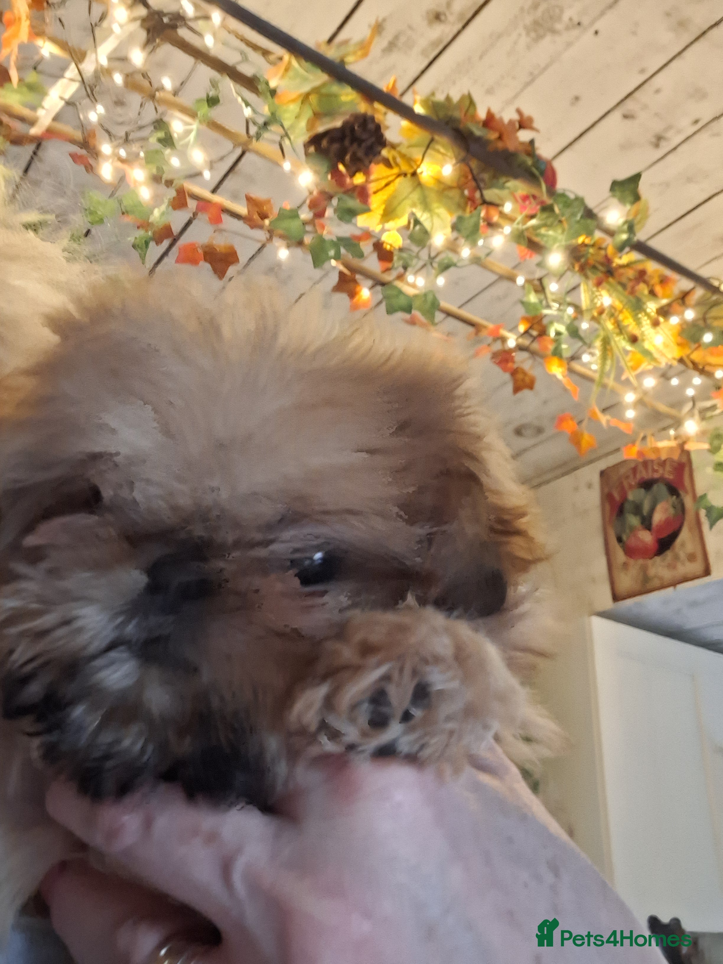 Shih Tzu dogs KC Imperial boy - Advert 10