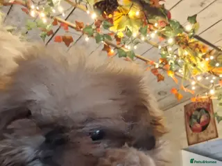 Shih Tzu dogs KC Imperial boy - Advert 10