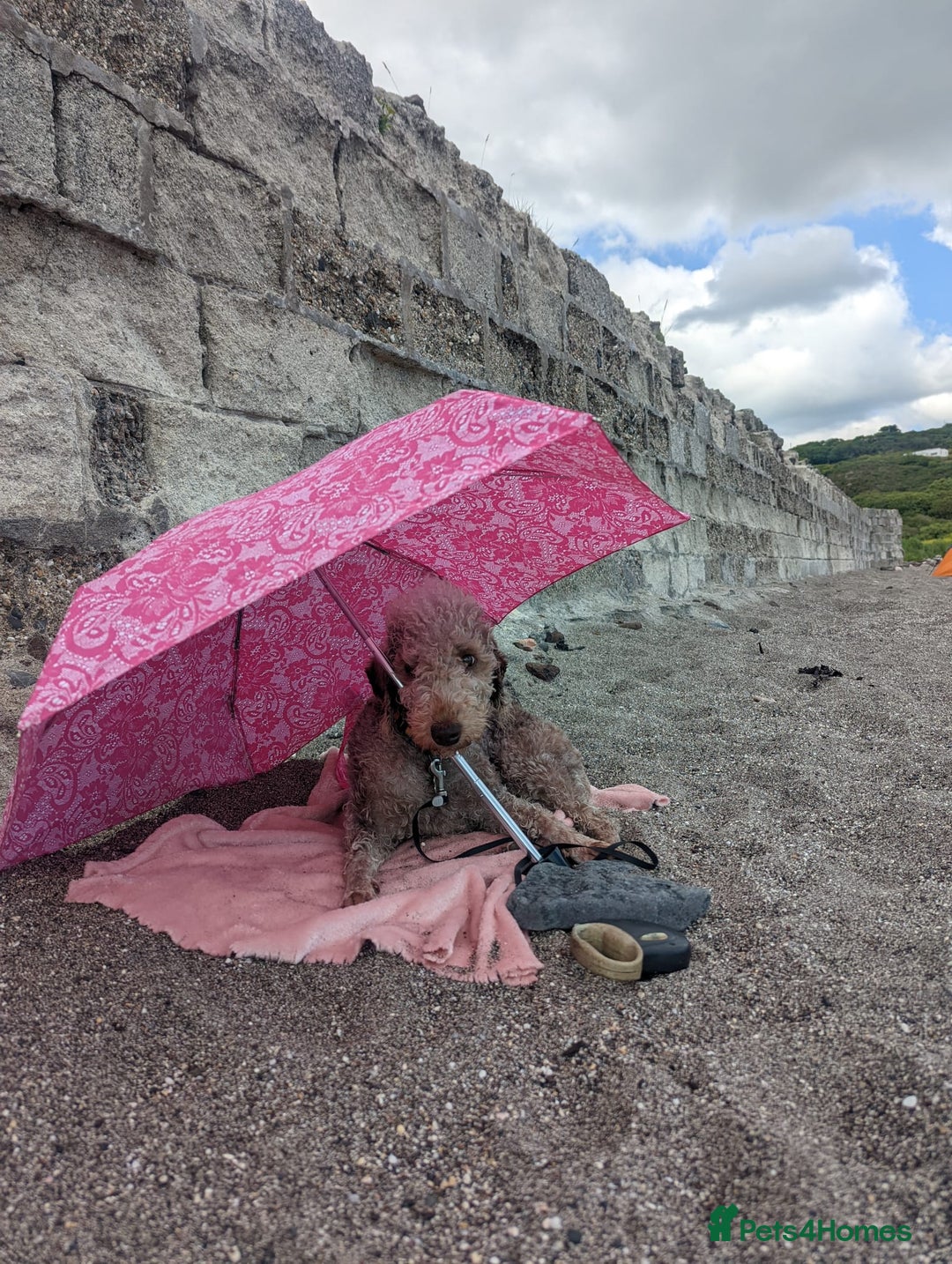 Bedlington Terrier dogs for sale: DNA tested purebred Bedlington terrier  - Advert 7