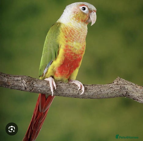 Conures birds - Advert 5