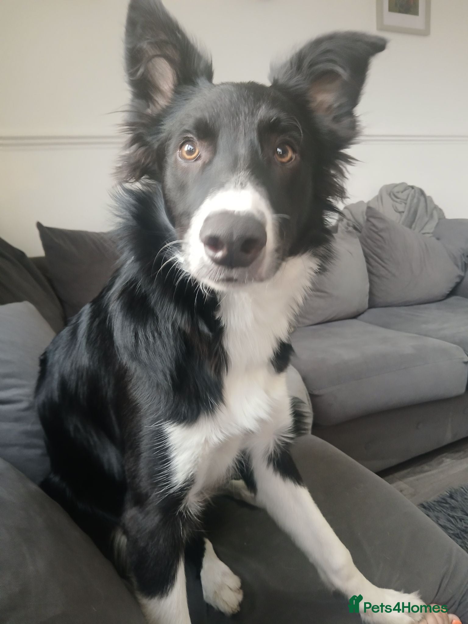 Border Collie dogs Rex border collie - Advert 2