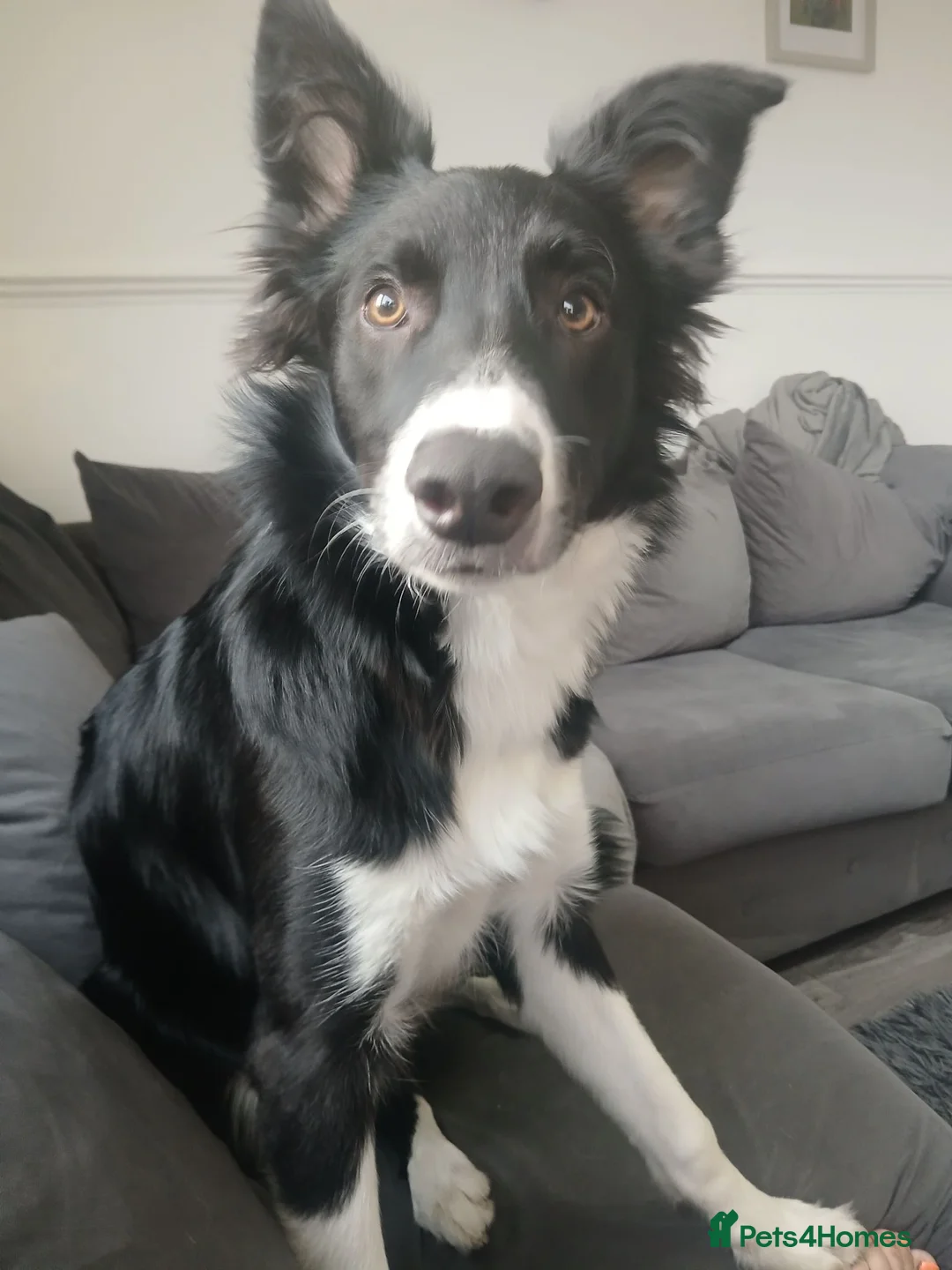 Border Collie dogs for sale: Rex border collie - Advert 1