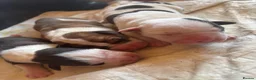 Mixed Breed dogs for sale: Old Tyme x American bulldog  in ELY - Advert 22