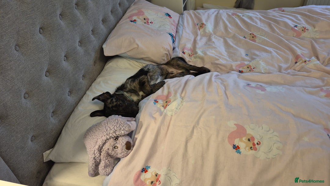 Mixed Breed dogs for sale: Chihuahua cross 5mths old - Advert 9