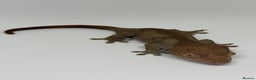 Gecko reptiles for sale: Crested Geckos (can provide full setup) - Advert 7