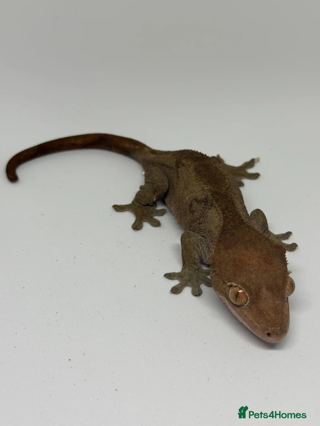 Gecko reptiles for sale: Crested Geckos (can provide full setup) - Advert 8