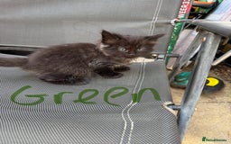 Maine Coon cats for sale: Maine coon cross kittens - Image 5