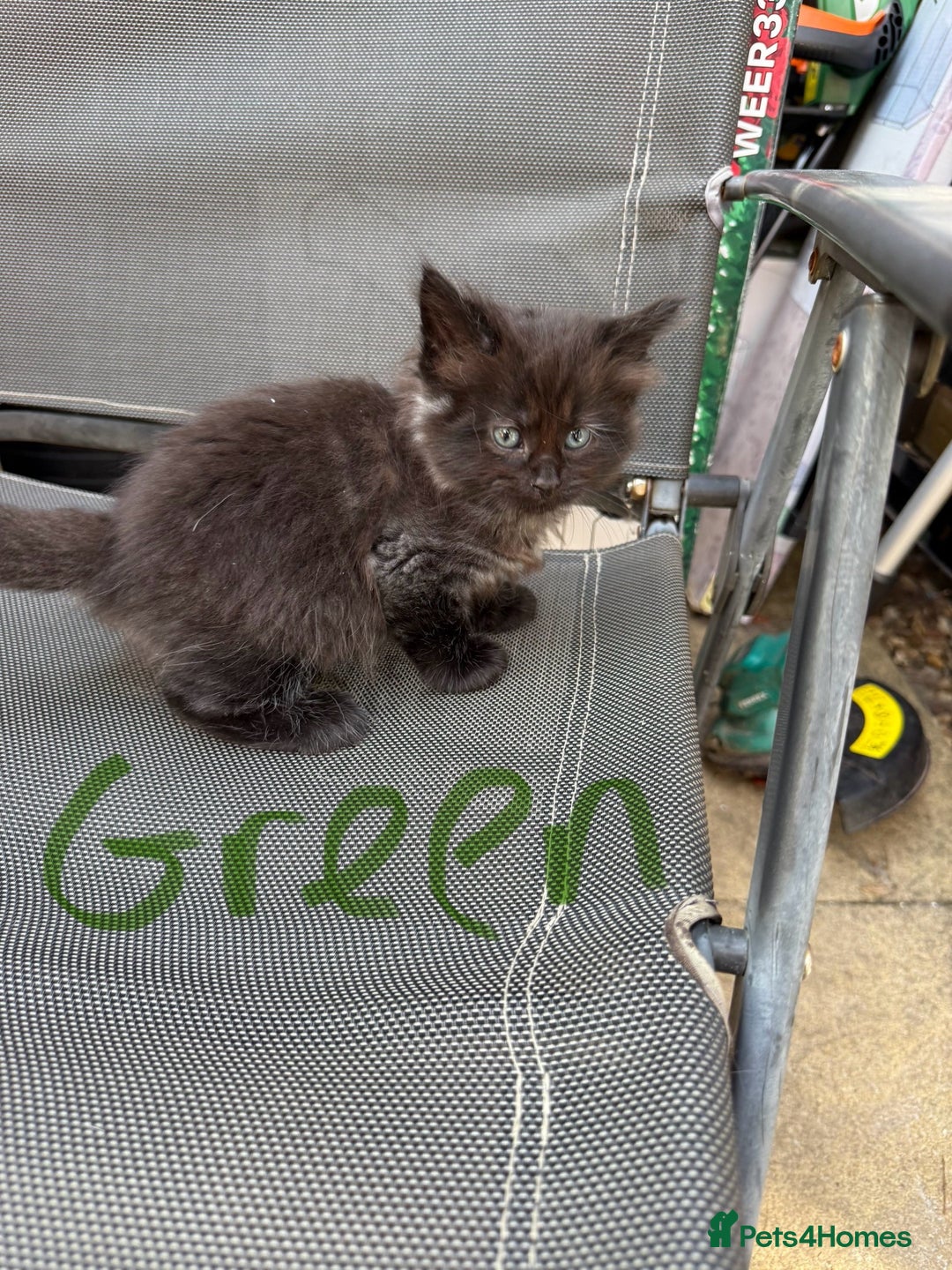 Maine Coon cats for sale: Maine coon cross kittens - Image 5