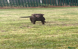 Labrador Retriever dogs for sale: Chocolate Lab Bitch  - Image 6