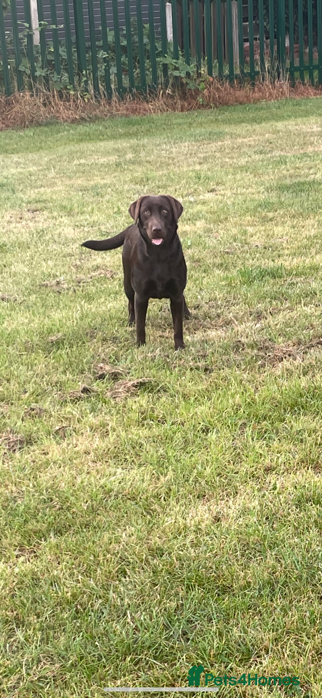 Labrador Retriever dogs for sale: Chocolate Lab Bitch  - Image 6
