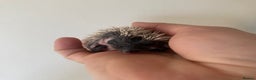 Pygmy Hedgehog rodents for sale: Stunning female hoglets for sale!  - Advert 13
