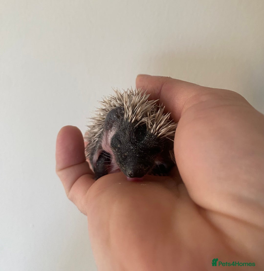 Pygmy Hedgehog rodents for sale: Stunning female hoglets for sale!  - Advert 13