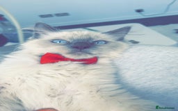 Ragdoll cats for sale: Healthy Kitten Fully Vaccinated Litter Box Trained - Image 10