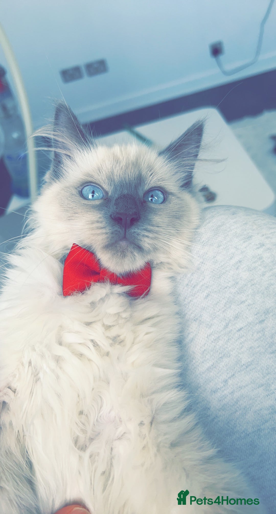 Ragdoll cats for sale: Healthy Kitten Fully Vaccinated Litter Box Trained - Image 10