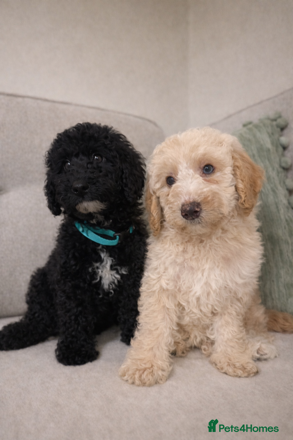 Cavapoo dogs DNA health tested Teddy miniature Cavapoos 🩷 - Advert 1