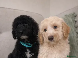 Cavapoo dogs DNA health tested Teddy miniature Cavapoos 🩷 - Advert 1