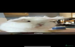 Mixed Breed rabbits for sale: Rescue Bunnies for Adoption  - Image 11